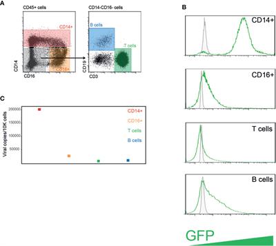 Profiling the Blood Compartment of Hematopoietic Stem Cell Transplant Patients During Human Cytomegalovirus Reactivation